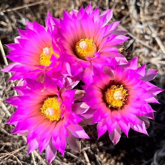 Meet your Posher - Picture 1 of 1